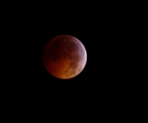 Dendroica cerulea eclipse